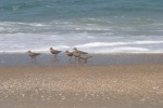Red Knots