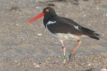 American Oystercatcher