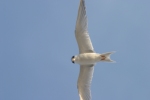 Least Tern