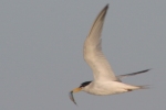 Least Tern