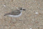 Wilson's Plover