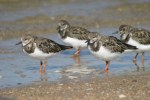 Ruddy Turnstone
