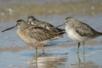 Short-billed Dowitcher