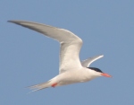 Common Tern