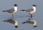 Laughing Gulls