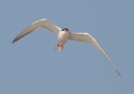 Common Tern