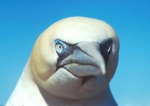Northern Gannet