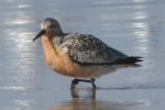 Red Knot