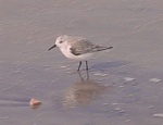 Sanderling