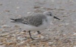 Sanderling'