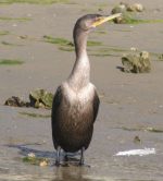Double-crested Cormorant