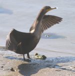 Double-crested Cormorant