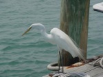 Great  Egret