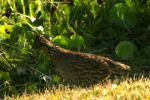 Northern Bobwhite
