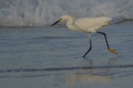 Snowy Egret