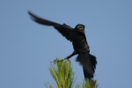 Boat-tailed Grackle