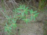 Dune Spurge