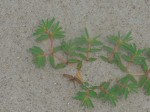 Dune Spurge