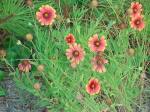 Gaillardia
