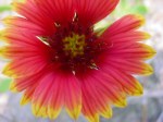 Gaillardia