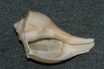 Lightning whelk