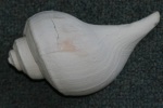 Channeled whelk