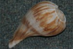 Pearwhelk