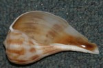 Pearwhelk