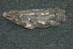 Eastern oyster