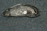 Eastern oyster