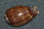 Measled cowrie