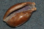 Measled cowrie