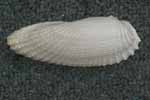 Angelwing