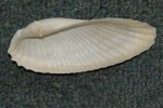 Angelwing