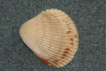 Atlantic giant-cockle