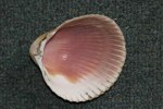 Atlantic giant-cockle