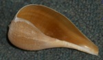 Atlantic figsnail