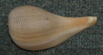 Atlantic figsnail