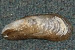 Ribbed mussel