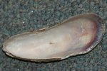 Ribbed mussel
