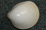 Eggcockle