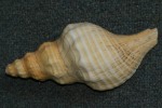 Horse conch