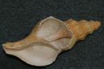 Horse conch