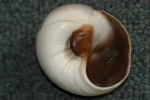 Shark eye