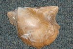 Atlantic wing-oyster