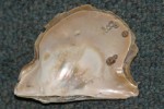 Atlantic wing-oyster