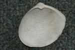 Channeled duckclam