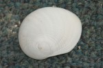 White baby-ear