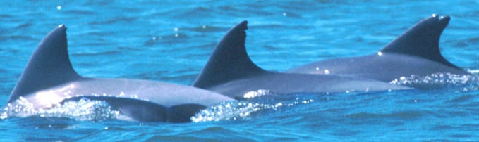 Dorsal fins of adults and neonate