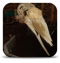 Donate to Education Cetacean Studies